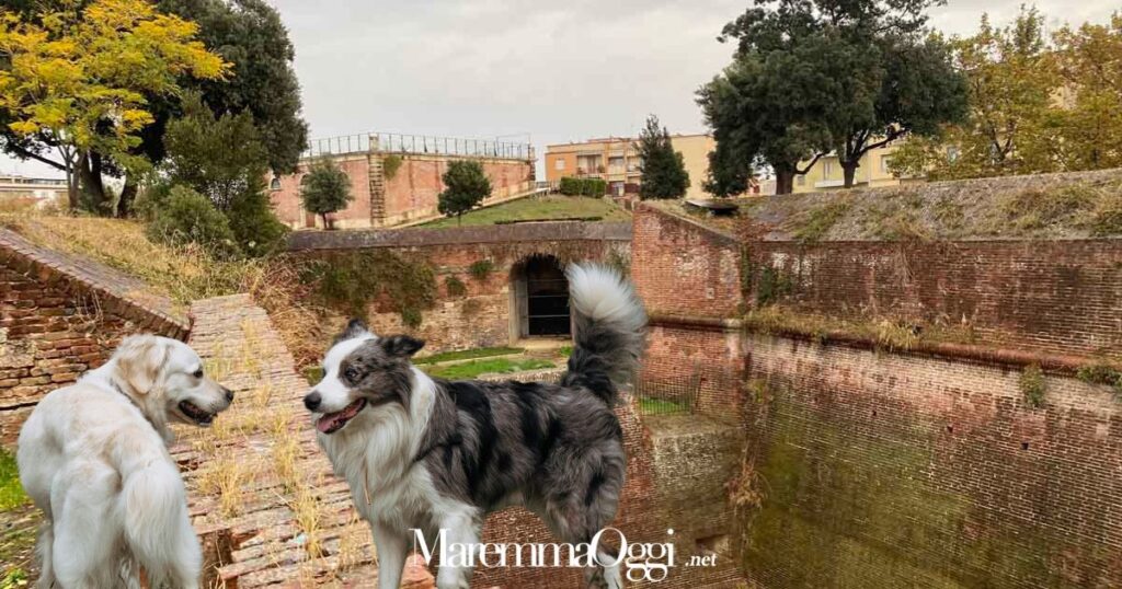 Le mura medicee e alcuni cani sciolti