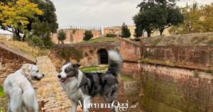 Le mura medicee e alcuni cani sciolti