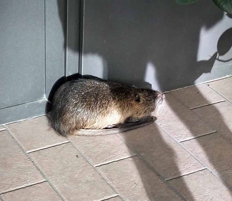 Un'altra immagine della nutria a giro per Barbanella