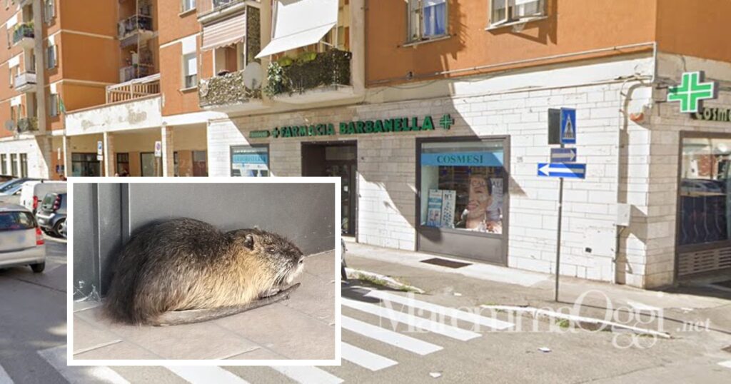La zona della farmacia a Barbanella e la nutria