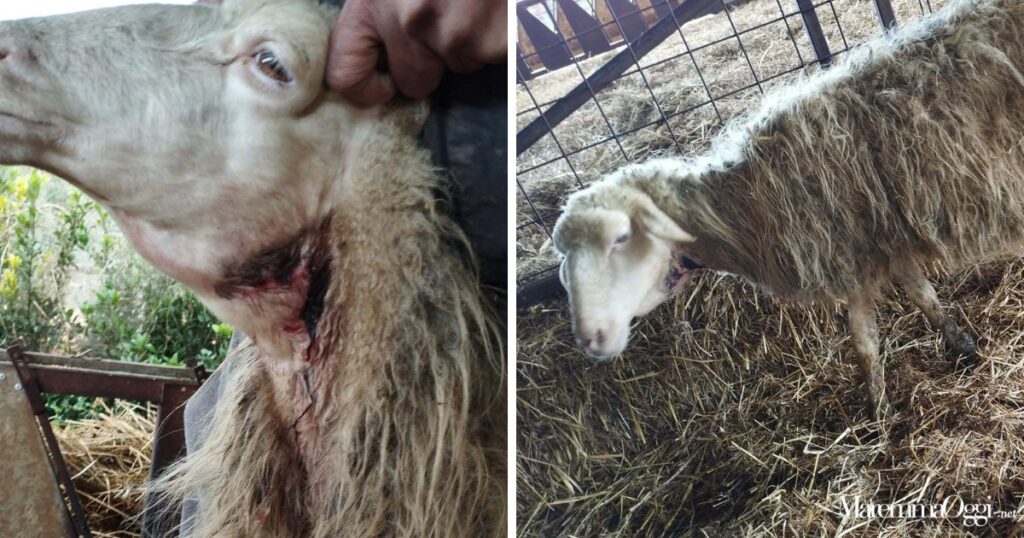 Pecore ferite dall'attacco dei lupi nell'allevamento di Luigi Farina ad Albinia