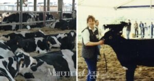 Vacche alla fattoria degli Acquisti e Uliva Guicciardini