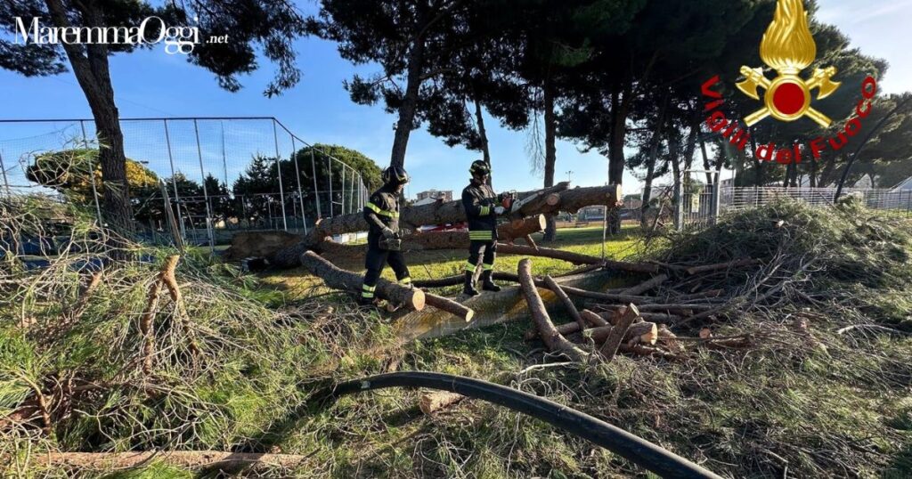 I vigili del fuoco mentre rimuovono il pino caduto