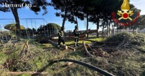 I vigili del fuoco mentre rimuovono il pino caduto