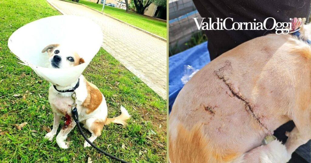 Nina, la cagnolina sbranata a Baratti, in lenta ripresa