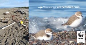 Un tratto della spiaggia di Marina di Castagneto da ripulire a tutela della nidificazione del Fratino