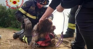 Il cane recuperato dai vigili del fuoco di Follonica fra Cala Violina e Cala Martina