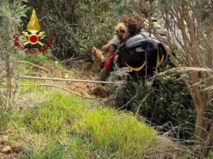 Il recupero del cane