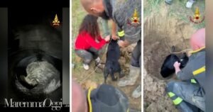 Il cane intrappolato nel tubo e due momenti del salvataggio