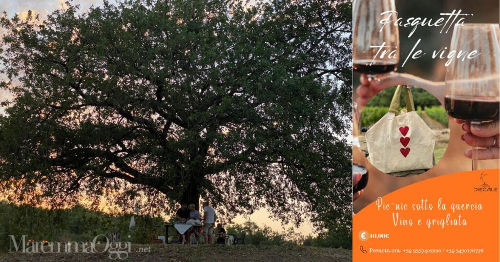 La locandina dei Pasquetta a Diegale e la quercia dell'azienda