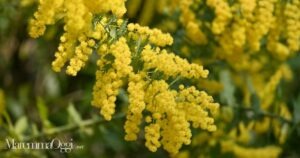 Un ramoscello di mimosa