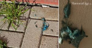 Le palline con i pesticidi ritrovate a Roselle