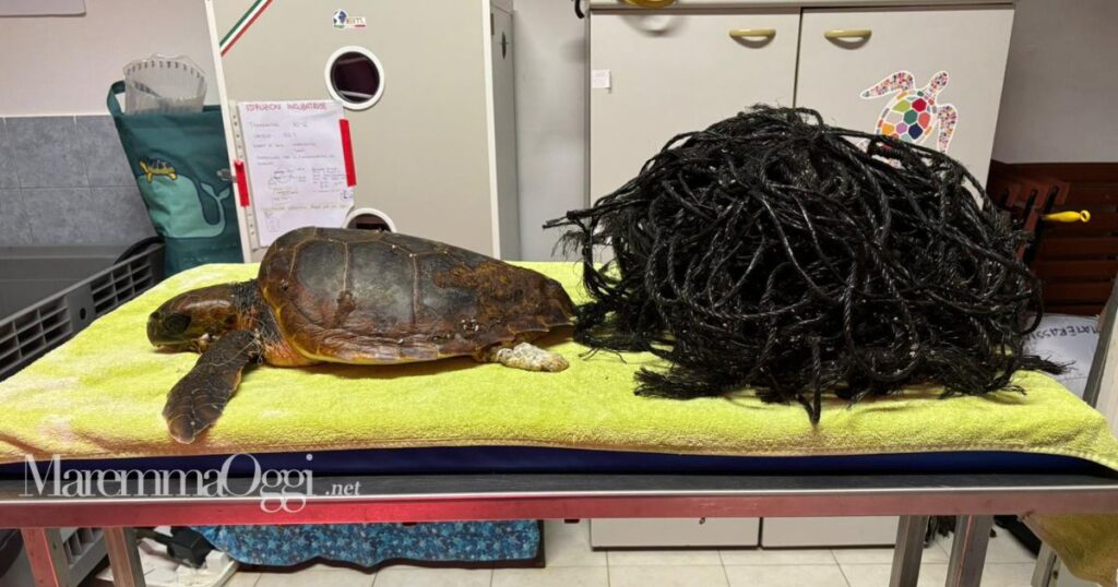 La tartaruga salvata in mare