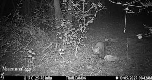 Uno degli animali passato nel Parco della Maremma