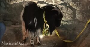 Il caprone che vagava per Santa Fiora