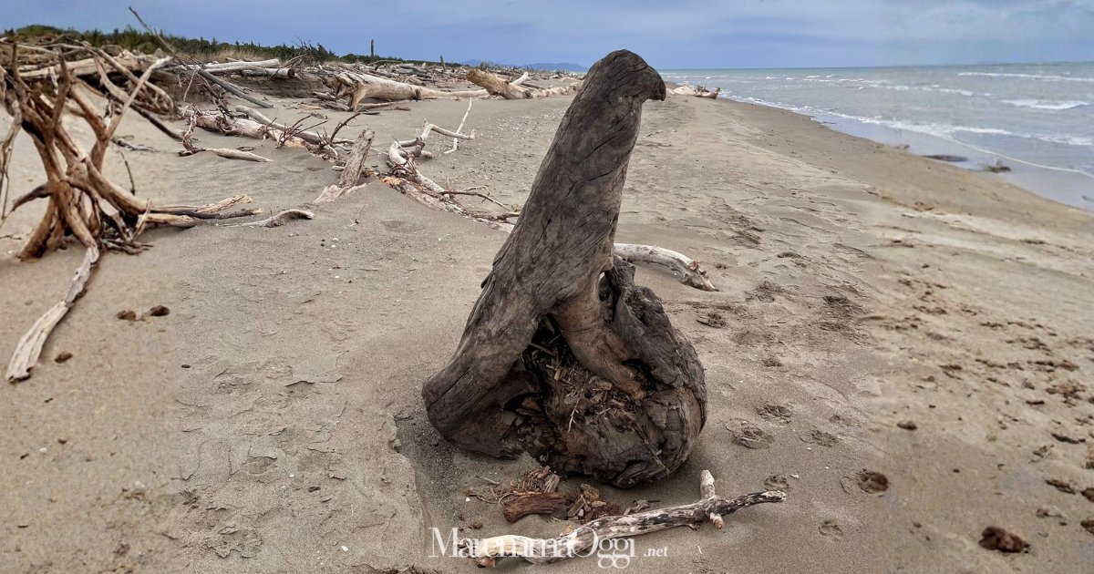 Il tronco a forma di aquila sulla spiaggia di Principina a Mare