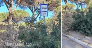 La fermata dell'autobus inghiottita da piante e cespugli