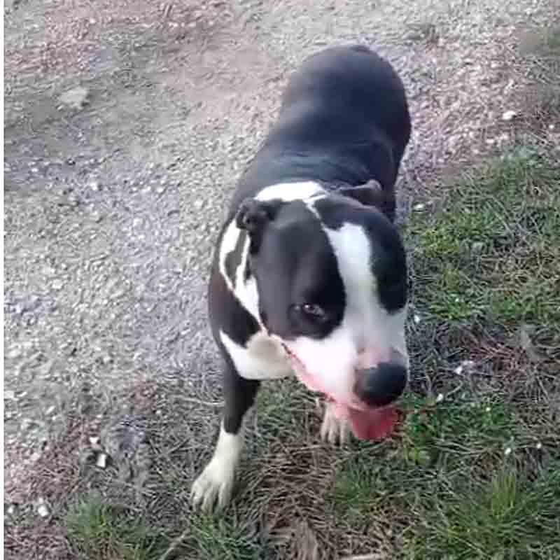 Uno dei due cani che hanno aggredito Nina