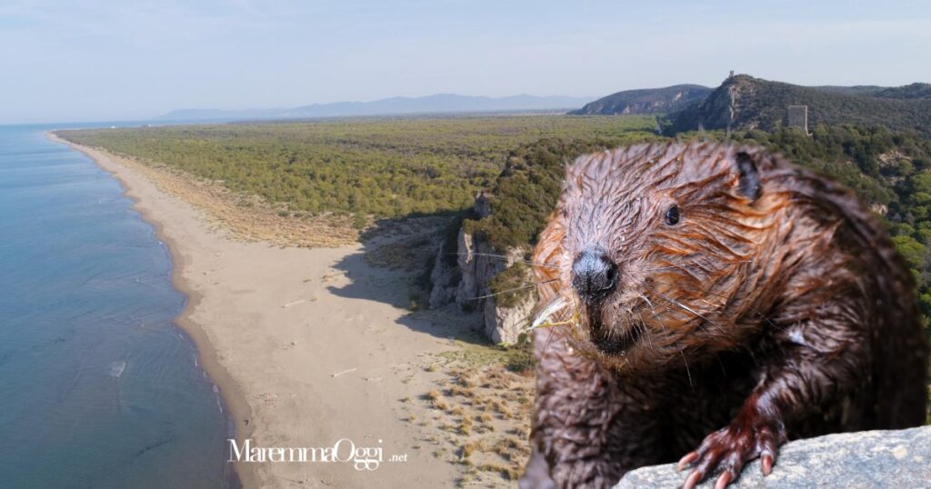La spiaggia di Collelungo e un castoro