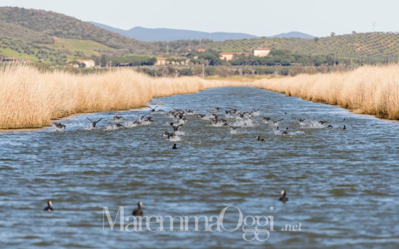 La Diaccia Botrona è un posto ideale per il birdwatching