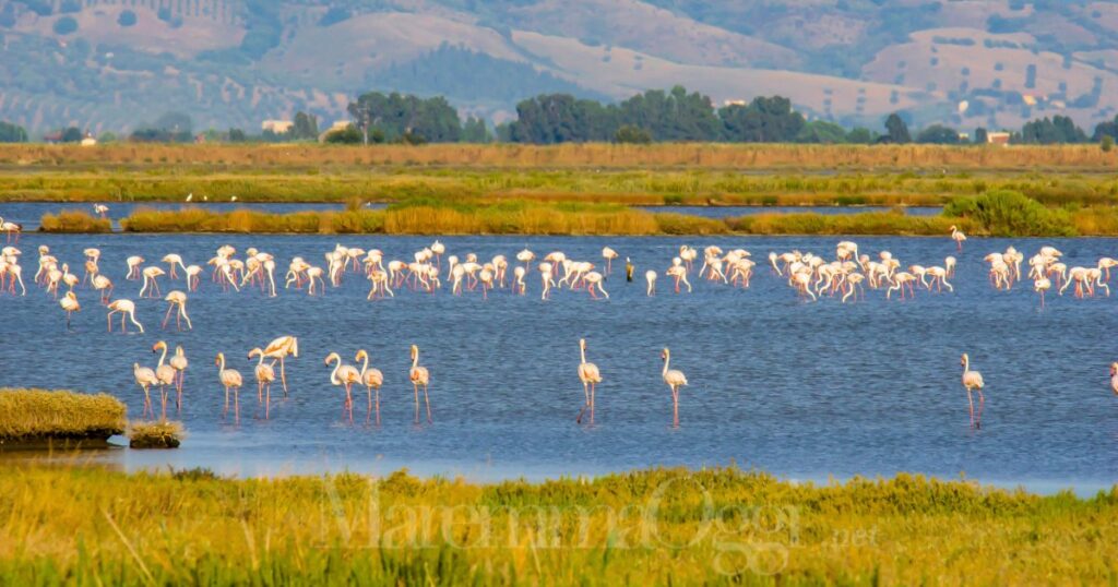Fenicotteri nell'area umida della Diaccia Botrona, a Castiglione della Pescaia, in Maremma