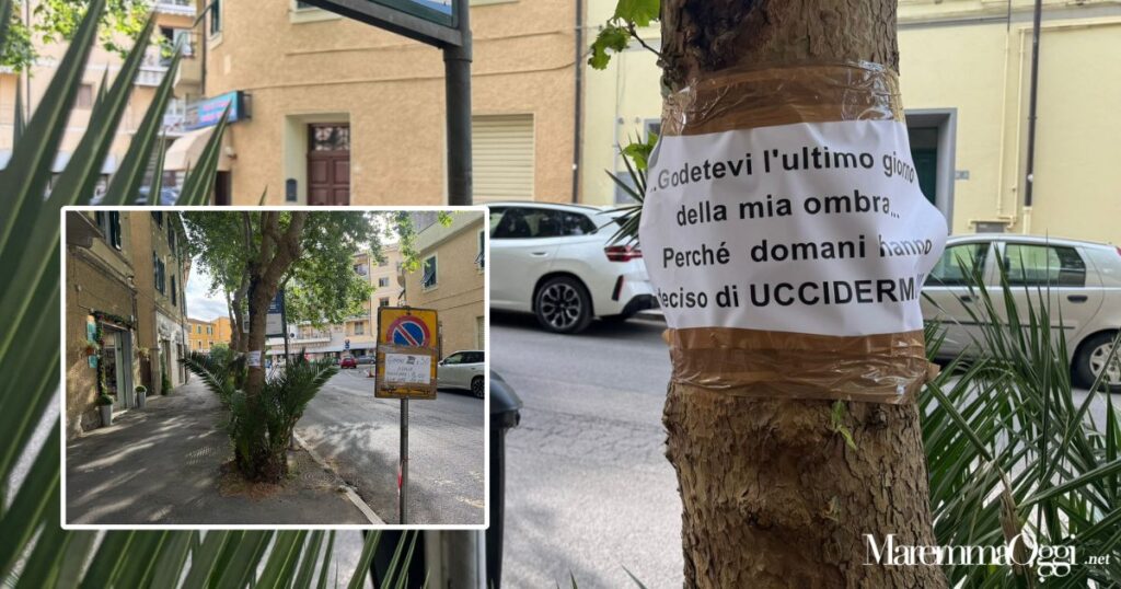 Il cartello su uno dei 4 platani di piazza Ponchielli che saranno abbattuti e il divieto di sosta per l'inizio dei lavori giovedì 30 aprile