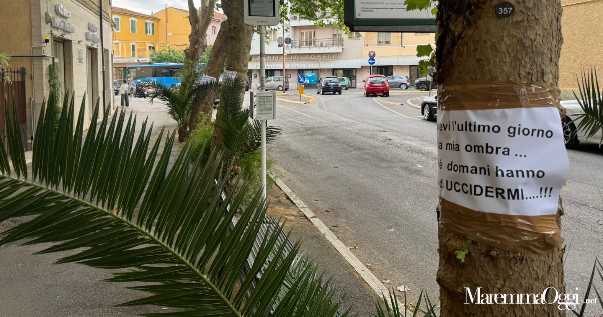 I cartelli sugli alberi che saranno abbattuti