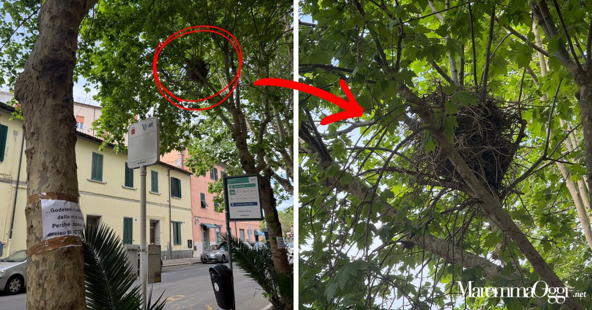 Il nido su uno dei 4 platani