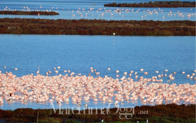Fenicotteri nella laguna di Orbetello