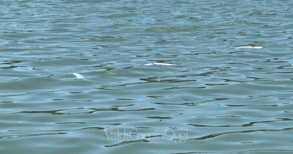 Pesci a galla nel canale della Chiusa a Piombino