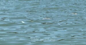 Pesci a galla nel canale della Chiusa a Piombino