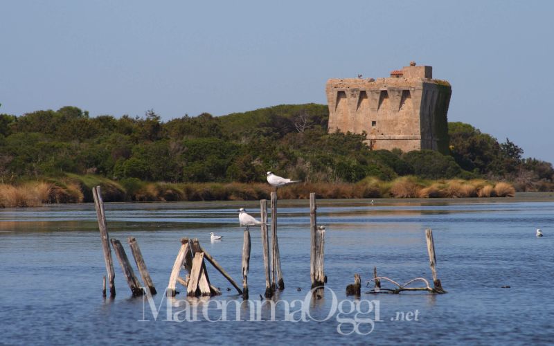 L'oasi di Burano con la torre di Buranaccio