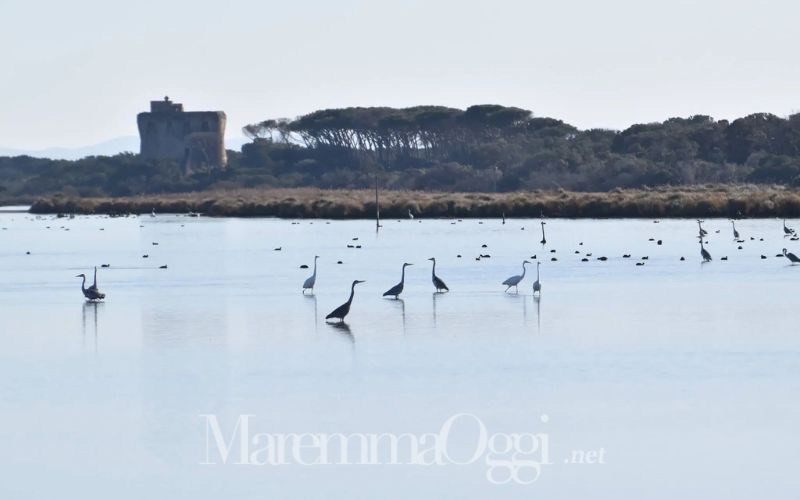 Un'altra immagine dell'oasi di Burano