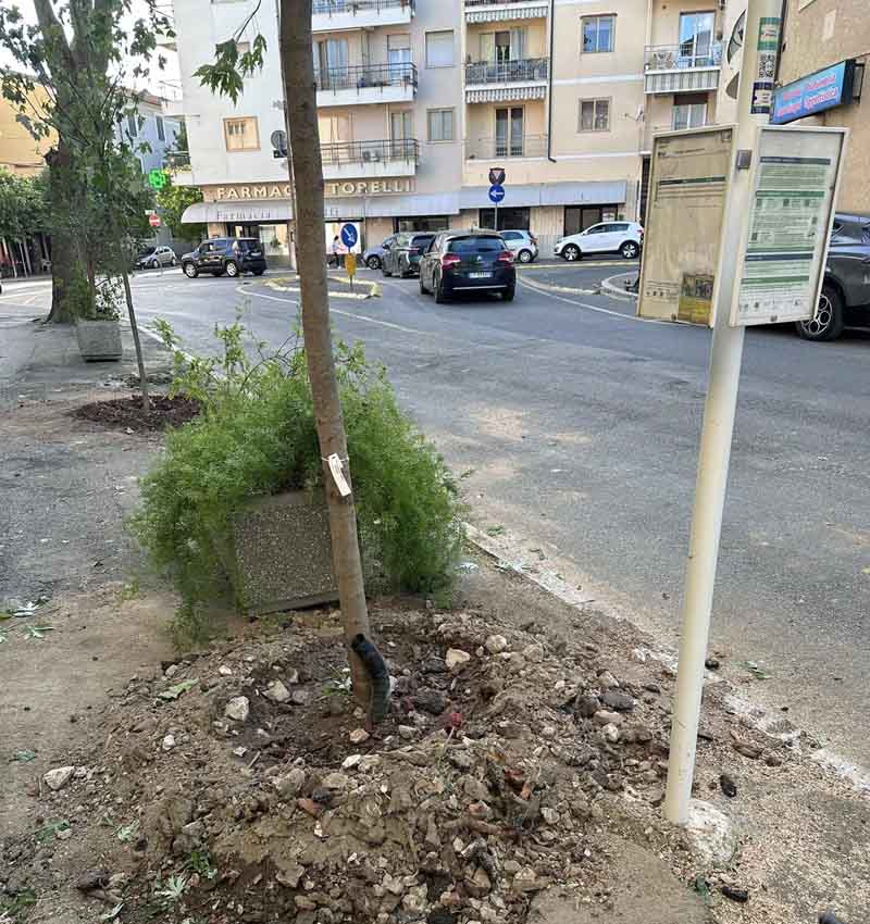 Piazza Ponchielli dopo il taglio degli alberi