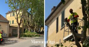 Il taglio dei platani in piazza Ponchielli