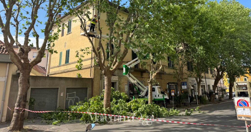 Le operazioni di taglio dei platani in piazza Ponchielli