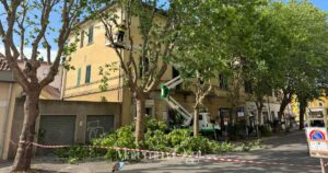 Le operazioni di taglio dei platani in piazza Ponchielli