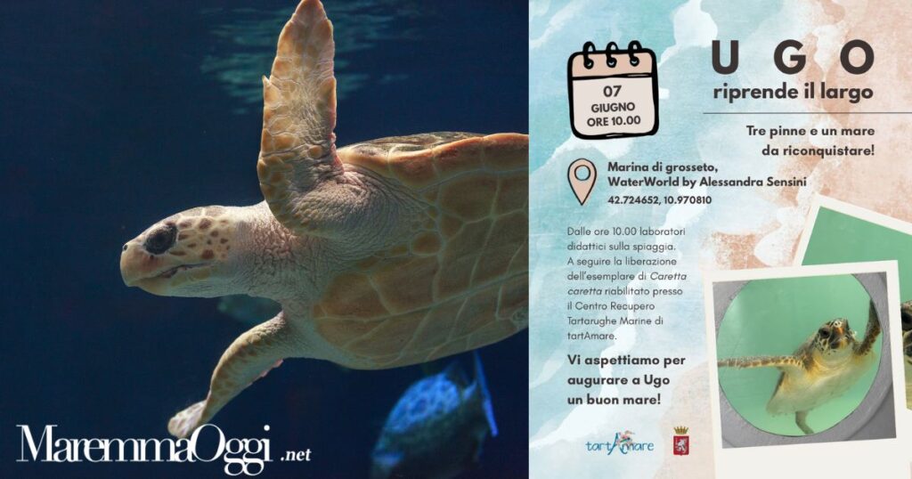 La locandina dell'evento e una Caretta caretta