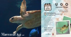 La locandina dell'evento e una Caretta caretta