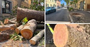 Piazza Ponchielli dopo il taglio degli alberi e i tronchi tagliati fotografati dal comitato