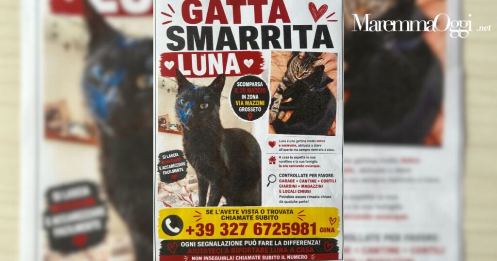 Il volantino per trovare di nuovo Luna