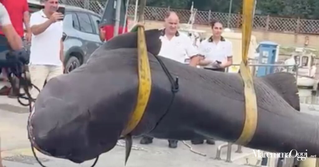 Un Enorme Squalo Capopiatto Trovato Morto Davanti Alla Spiaggia Di 