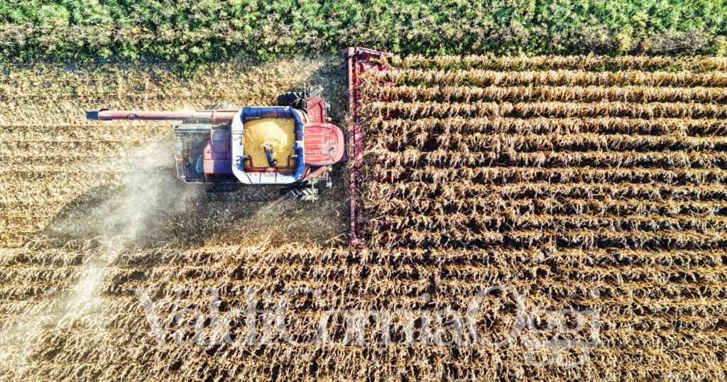Bandi anche per i giovani agricoltori