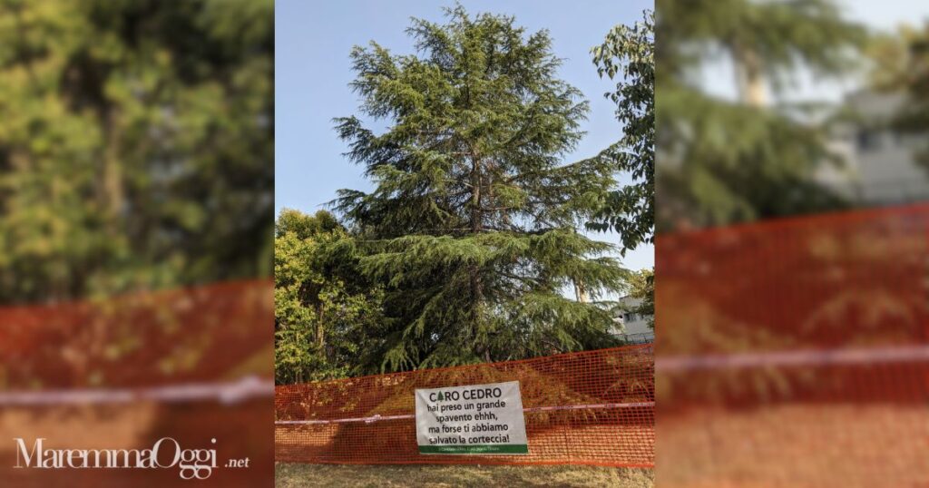 Il cedro e lo striscione