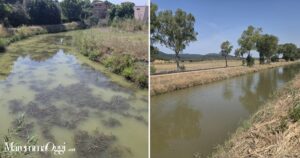 Il canale allacciante principale di Acque Basse prima e dopo la pulizia del consorzio di bonifica