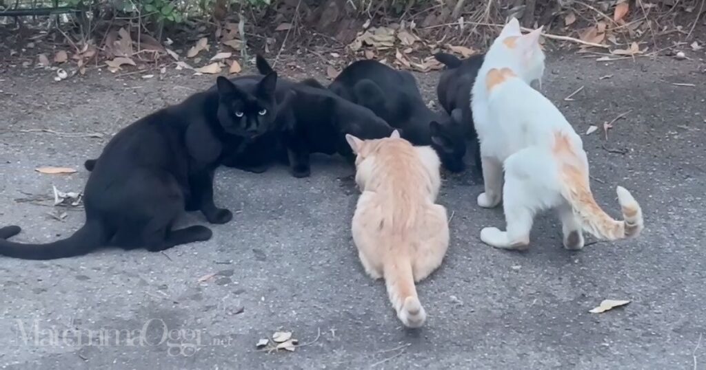 Alcuni dei gatti della colonia felina spariti da via Castiglionese