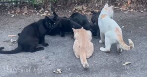 Alcuni dei gatti della colonia felina spariti da via Castiglionese