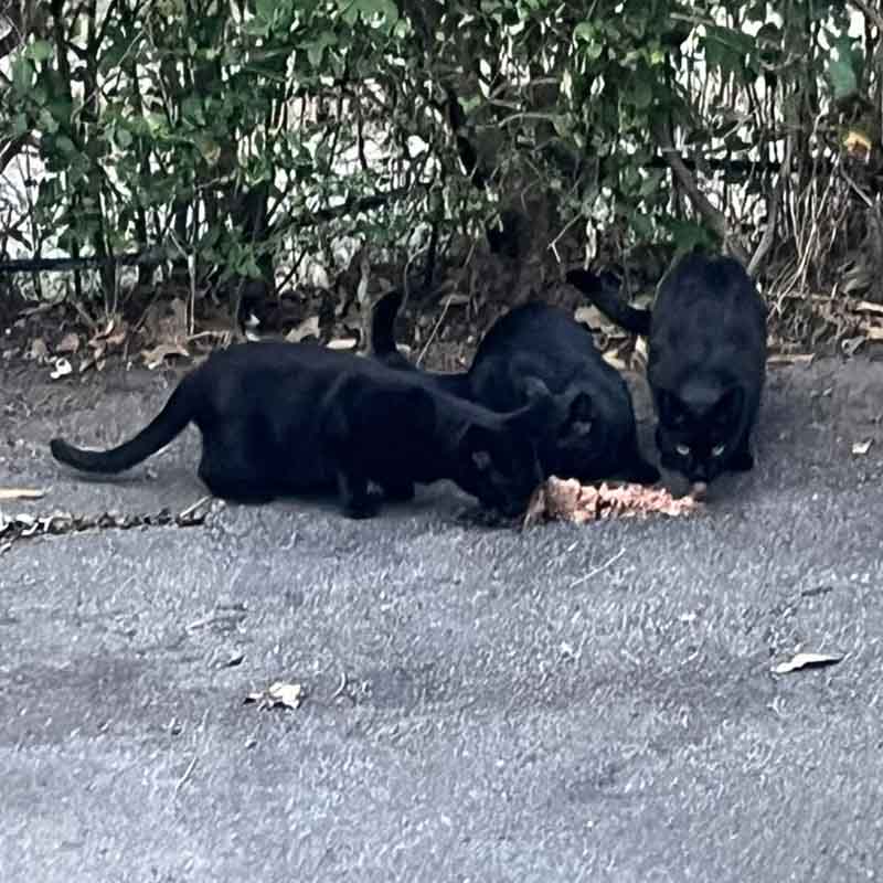 Altre immagini di alcuni dei gatti che sono scomparsi