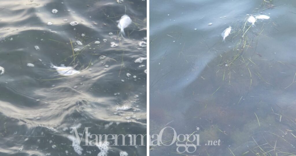 Piccoli pesci morti nella laguna di Orbetello