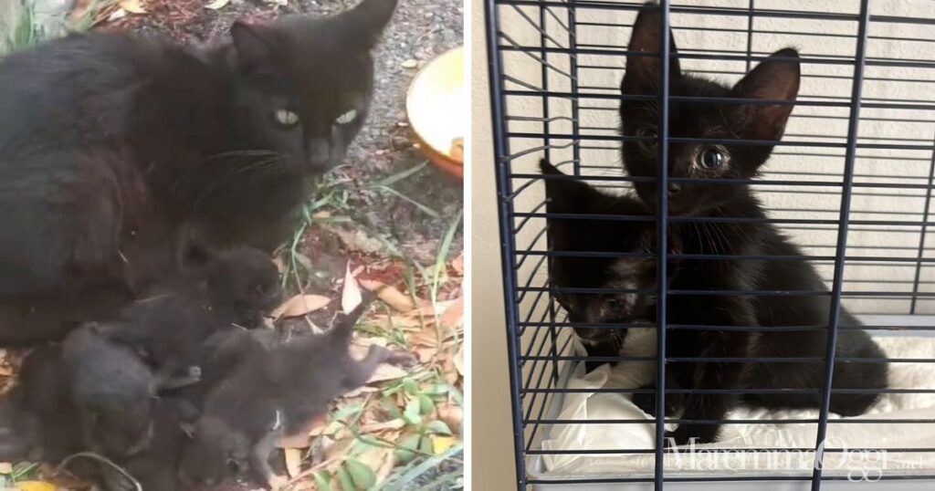 Mamma gatta con i sette cuccioli sul bordo della strada e i due cuccioli rimasti e in attesa di adozione